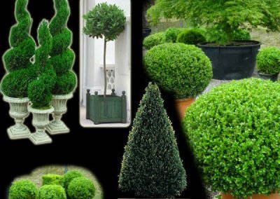 Topiary Trees & Shrubs