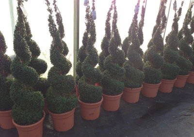 Topiary Trees