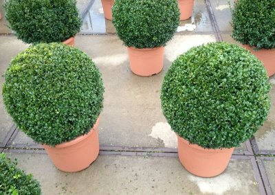 Topiary Trees