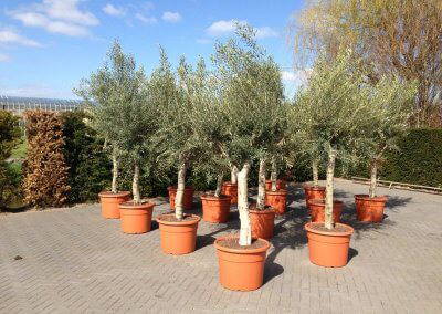 Olive Trees